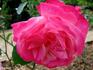 Bengale d'Automne rose photo