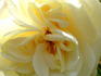 Hampton Palace rose photo