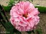 Madame Edmond Laporte rose photo