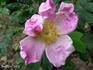 Monsieur Bienvêtu rose photo