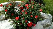Venise rose photo