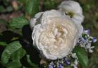 Glücksstern rose photo