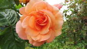 Barbara Ann rose photo