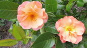 Portorož rose photo