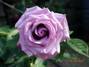 Nil Bleu ® rose photo