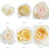 Ivory Yves Piaget rose photo
