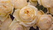 Ivory Yves Piaget rose photo