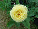 Symphony ® rose photo