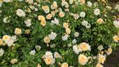 Danaë rose photo