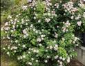 Belle Vichysoise rose photo