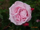 Major Gagarin rose photo