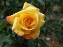 Repubblica di San Marino rose photo