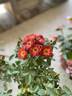 Hot rose photo