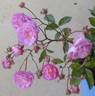 Acervate rose photo