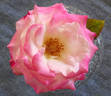 Ann Marie Harris rose photo