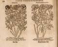 Provence Rose rose photo