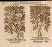 Double Musk rose rose photo