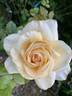 Pearl of Niagara rose photo