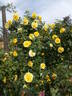 Gardeners Glory rose photo