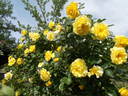 Gardeners Glory rose photo
