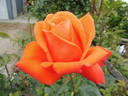 Alexander ® rose photo