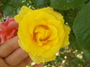Gardeners Glory rose photo