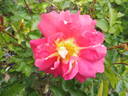 Bajazzo rose photo