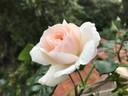 Louisa Stone rose photo