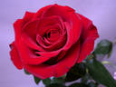 Viva rose photo