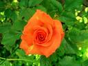 Grenadine ™ rose photo