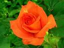 Grenadine ™ rose photo