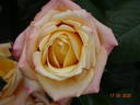 Prince Rainier III rose photo