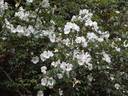 Lady Jane Hooker ™ rose photo