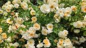 Danaë rose photo