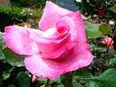 Alterarosa rose photo
