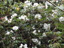 Lady Jane Hooker ™ rose photo