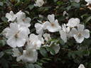 Lady Jane Hooker ™ rose photo