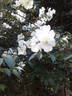 Lady Jane Hooker ™ rose photo