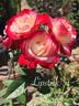 Lipstick 'n' Lace rose photo