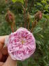 Cumberland Belle rose photo
