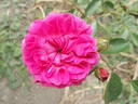 Printemps Fleuri rose photo