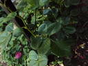Chawton Cottage rose photo