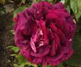 Gloire de Ducher rose photo