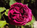 Gloire de Ducher rose photo