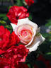 Boreale rose photo