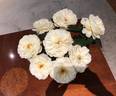 Sugar Moon rose photo