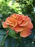 Arabia rose photo