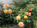 Arabia rose photo