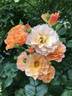 Arabia rose photo