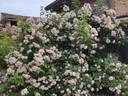 Belle Vichysoise rose photo
